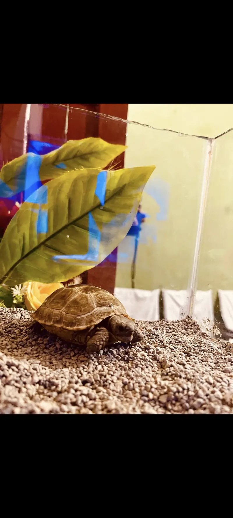 RUSSIAN TORTOISE PAIR, RUSSIAN TURTLE PAIR — photo 2