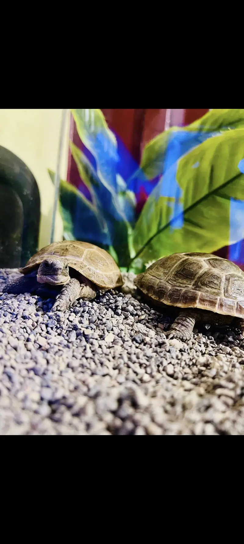 RUSSIAN TORTOISE PAIR, RUSSIAN TURTLE PAIR — photo 3