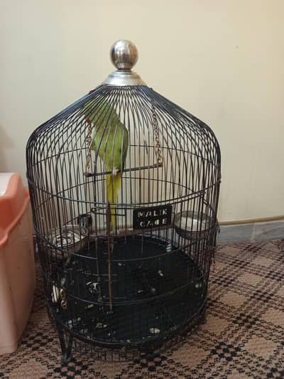 female green parrot