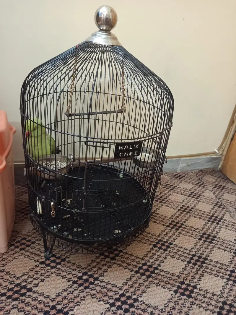 female green parrot — photo 2