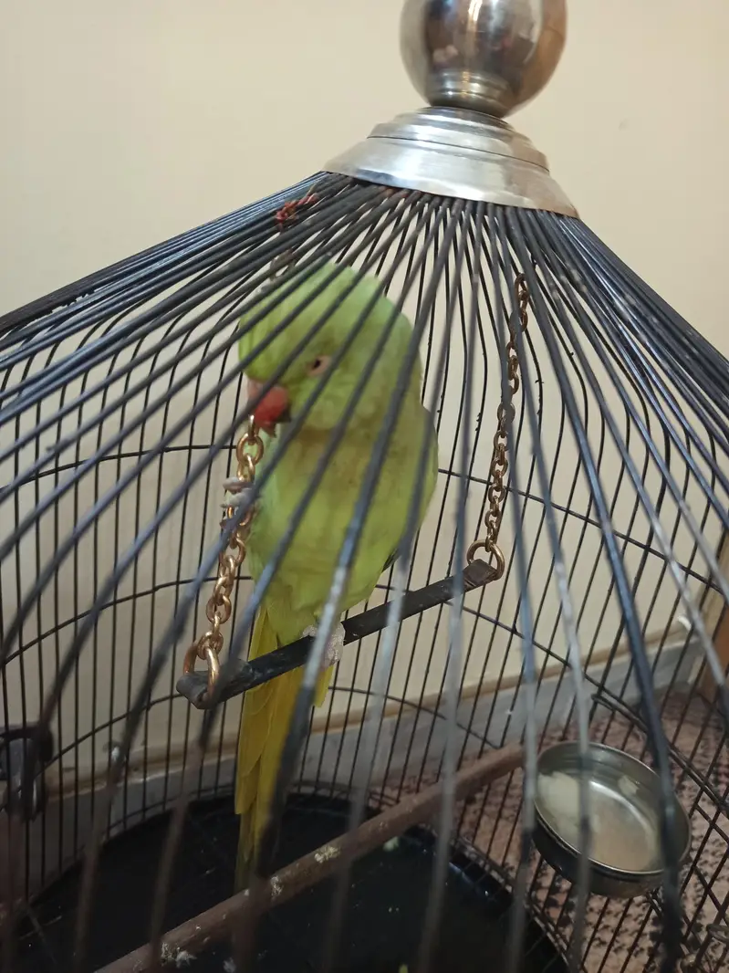 female green parrot — photo 3