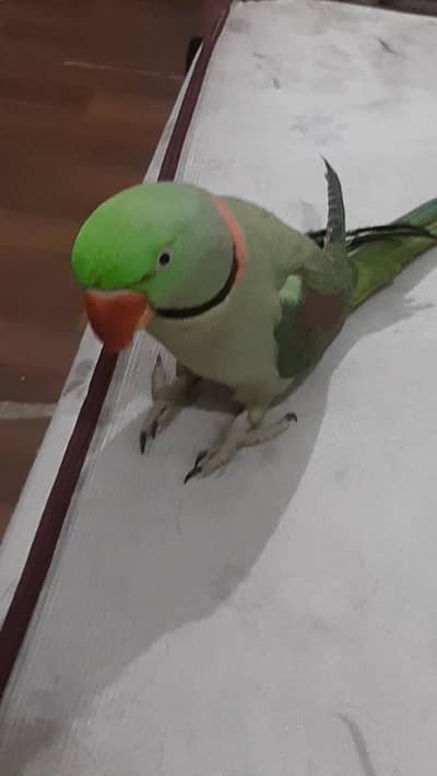 Full Talking Pahari Male | Parrot | Alexander | ALLAH HO, Mio, Mittho