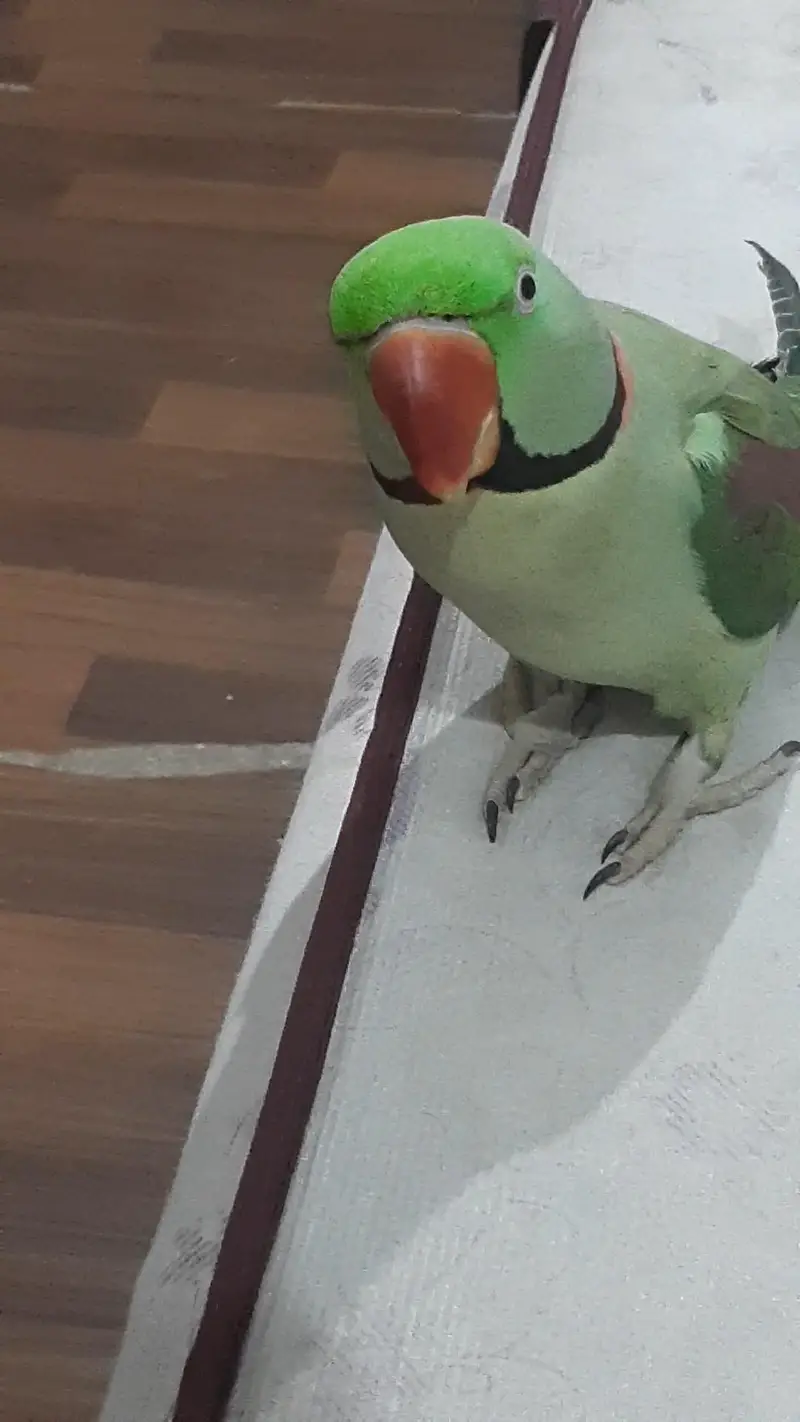 Full Talking Pahari Male | Parrot | Alexander | ALLAH HO, Mio, Mittho — photo 2