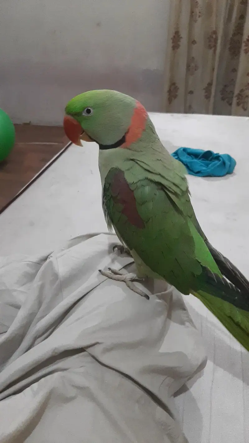 Full Talking Pahari Male | Parrot | Alexander | ALLAH HO, Mio, Mittho — photo 3