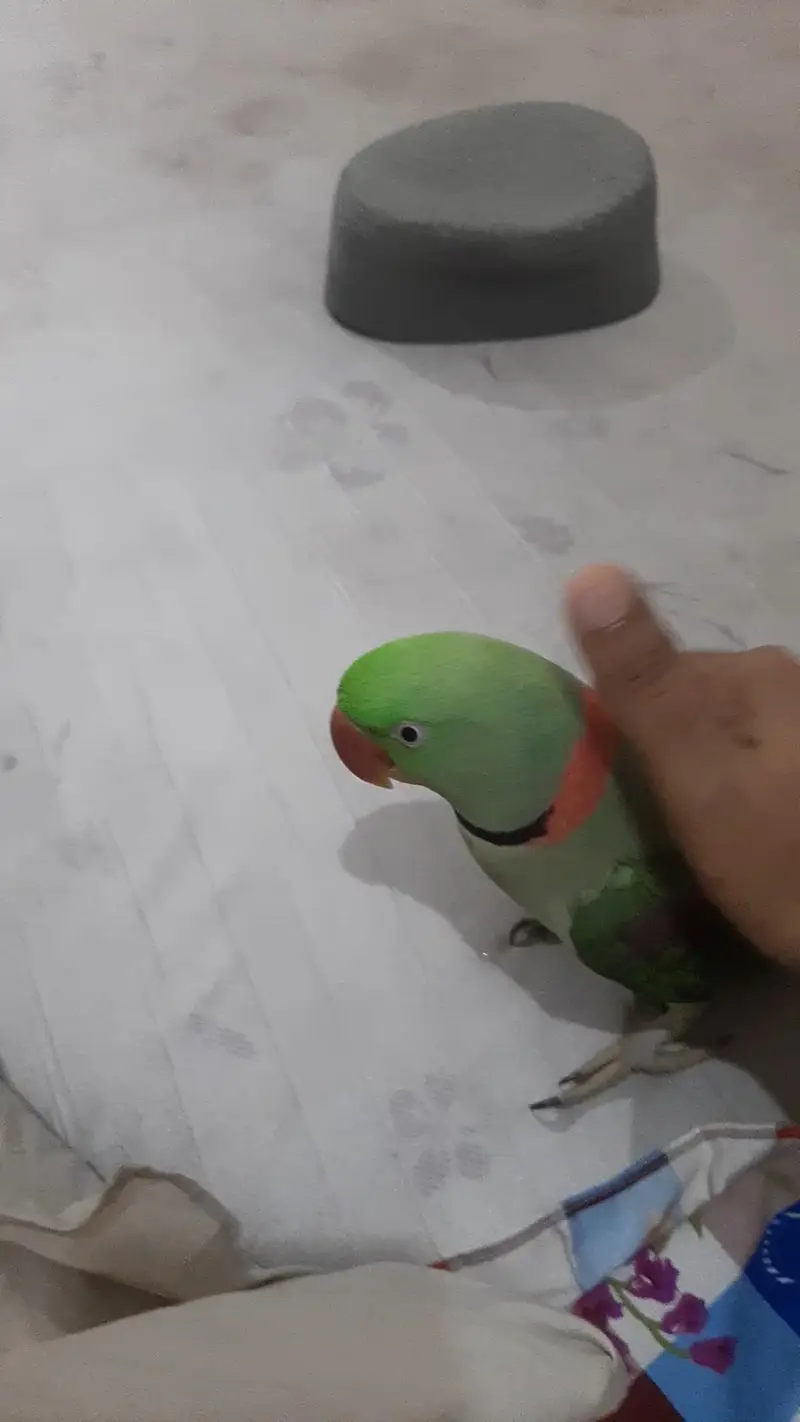 Full Talking Pahari Male | Parrot | Alexander | ALLAH HO, Mio, Mittho — photo 4