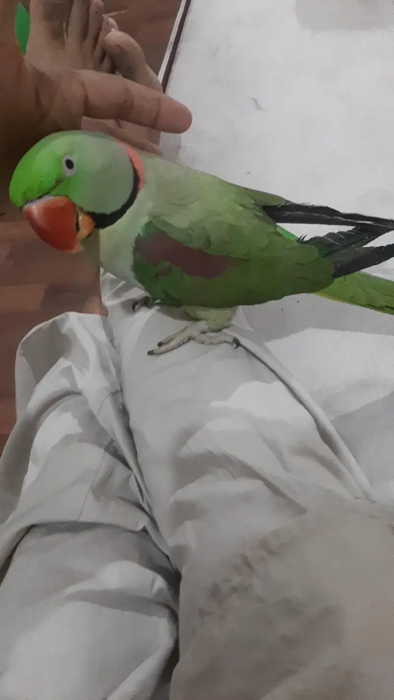 Full Talking Pahari Male | Parrot | Alexander | ALLAH HO, Mio, Mittho — photo 5