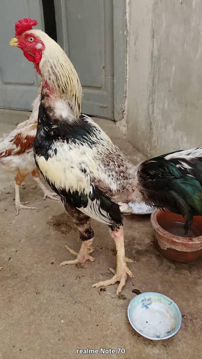 Nasli Murga murgi