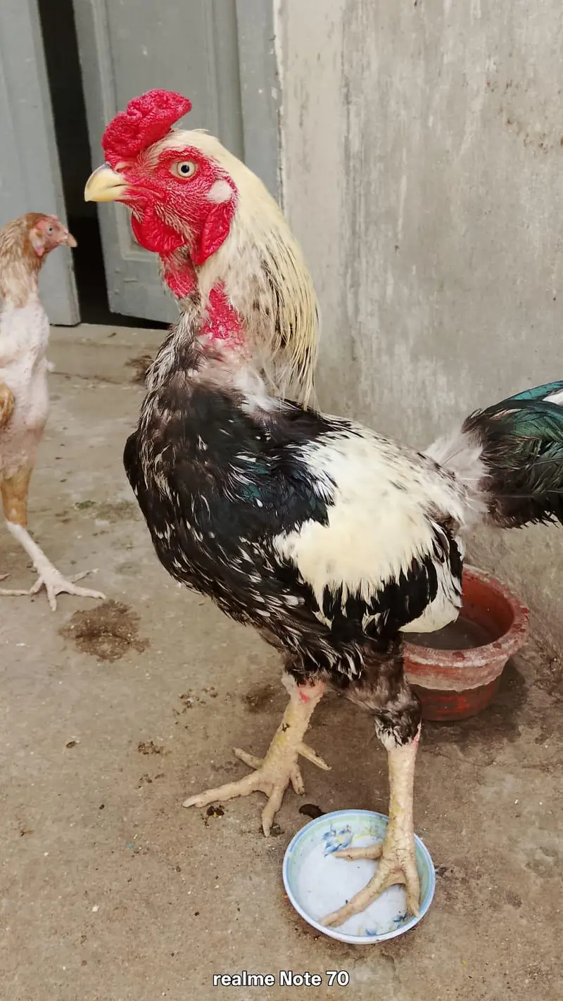 Nasli Murga murgi — photo 2