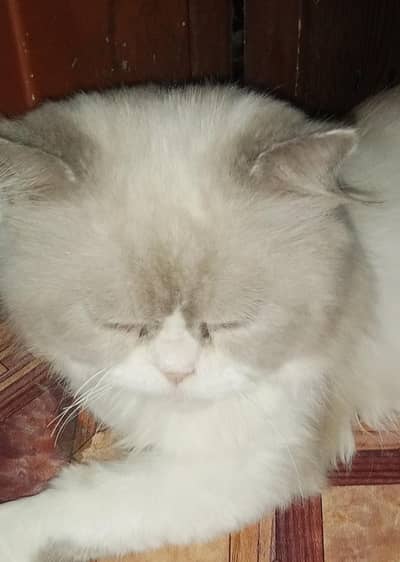 male female Persian cats sale