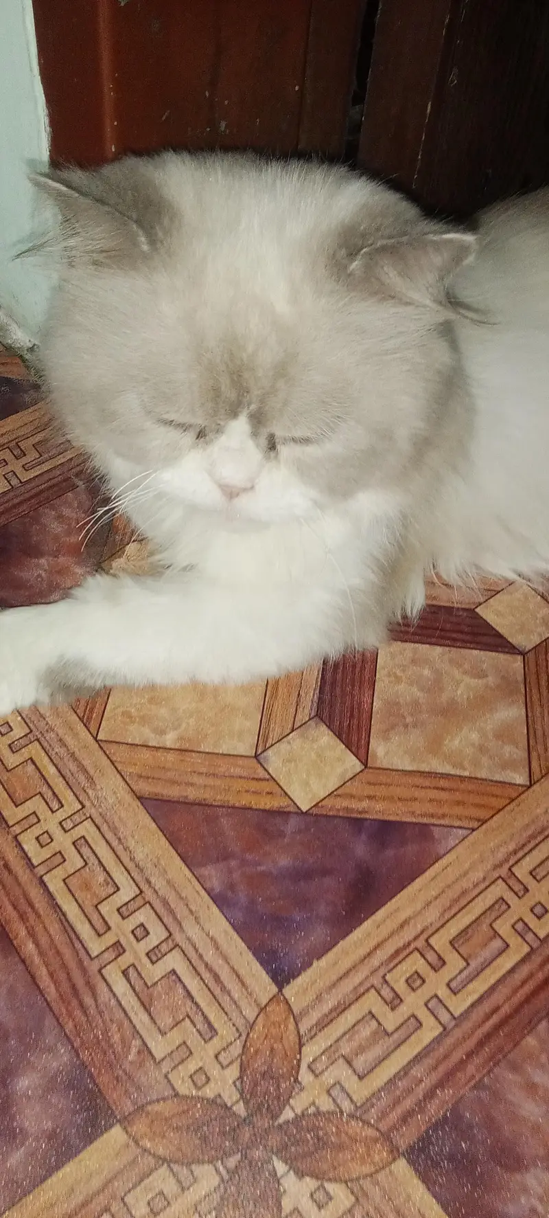 male female Persian cats sale — photo 2