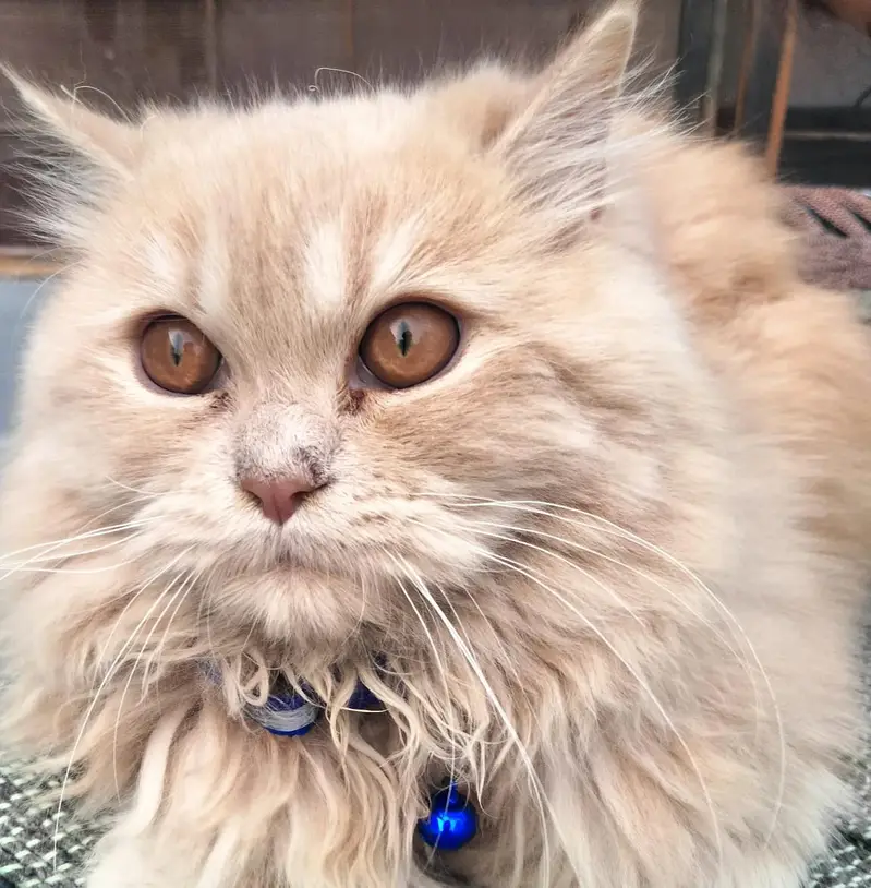 male female Persian cats sale — photo 3
