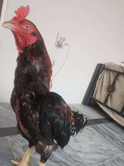 Aseel murgha for sale shokeen hazrat keliye