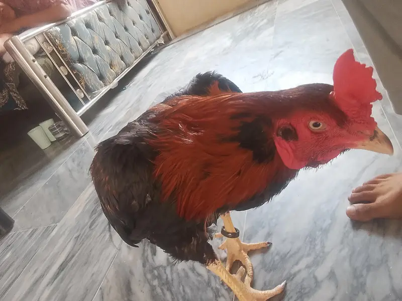 Aseel murgha for sale shokeen hazrat keliye — photo 2