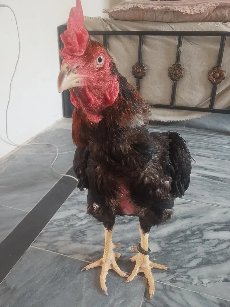 Aseel murgha for sale shokeen hazrat keliye — photo 3