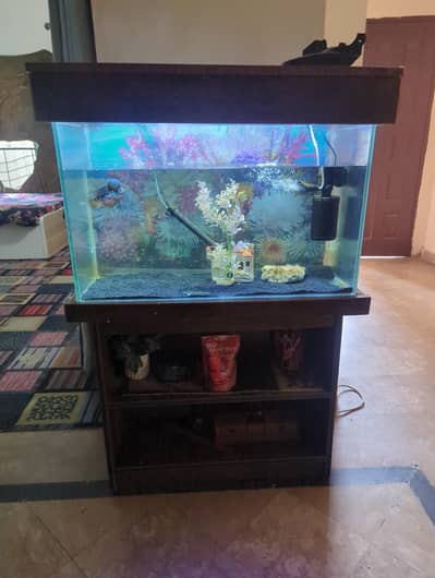 only fish aquarium Whatsapp me