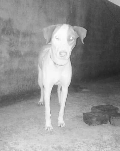 lapi gultir  pinknose female for sale