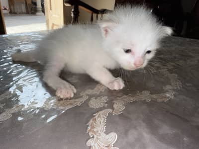 Persion kitten