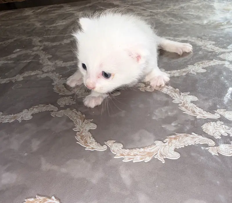 Persion kitten — photo 2