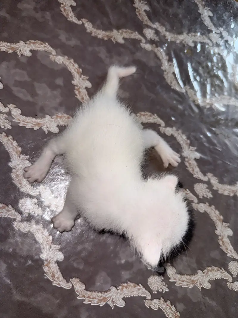 Persion kitten — photo 3