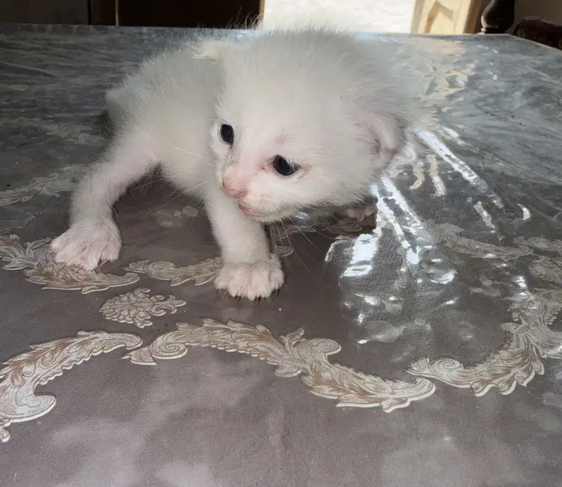 Persion kitten — photo 4