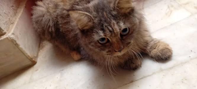 Persian Cats For sale