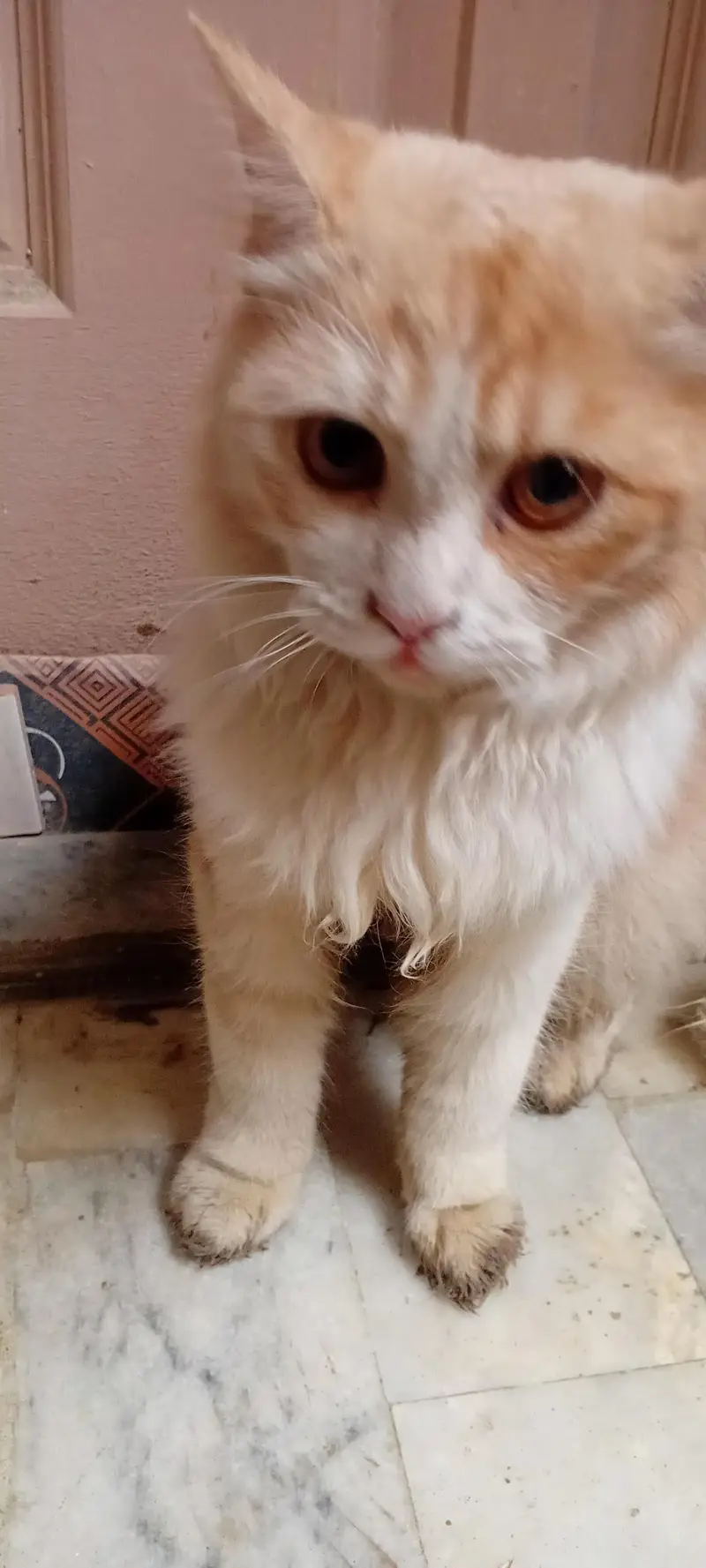 Persian Cats For sale — photo 2