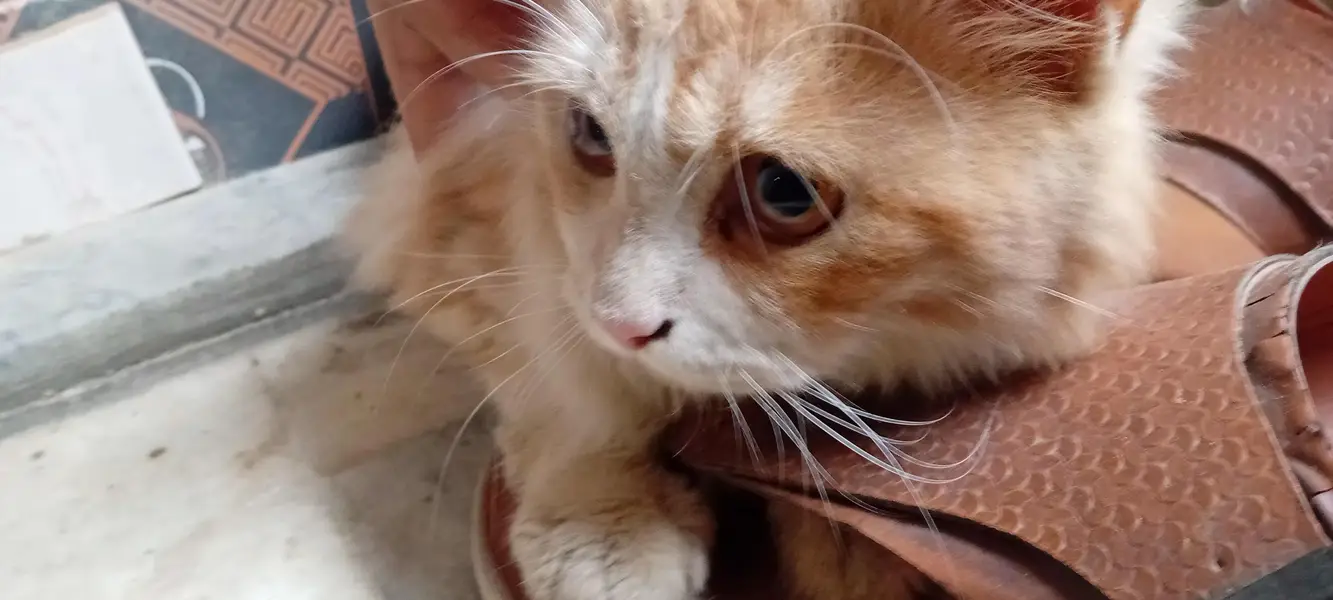 Persian Cats For sale — photo 3