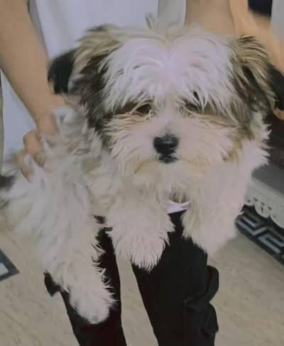 shitzu female puppy for sale