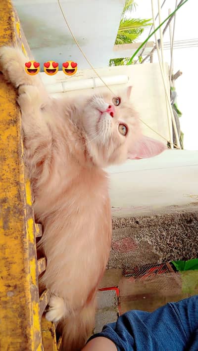 kitten