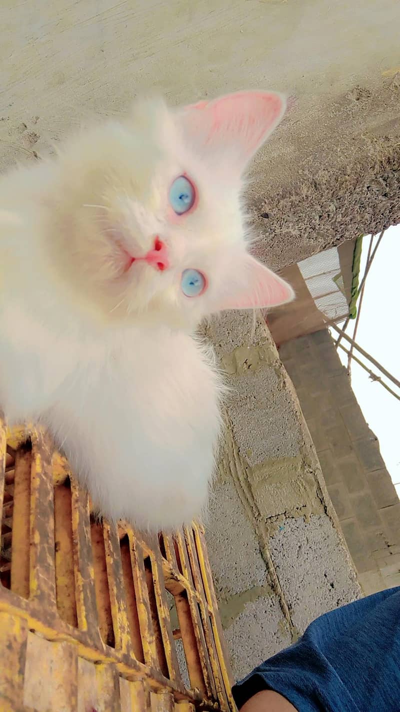 kitten 1