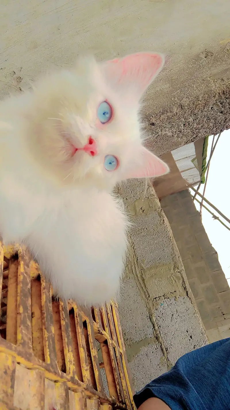 kitten — photo 2