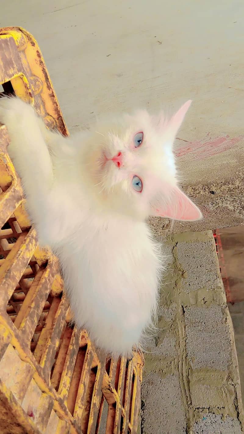 kitten 2