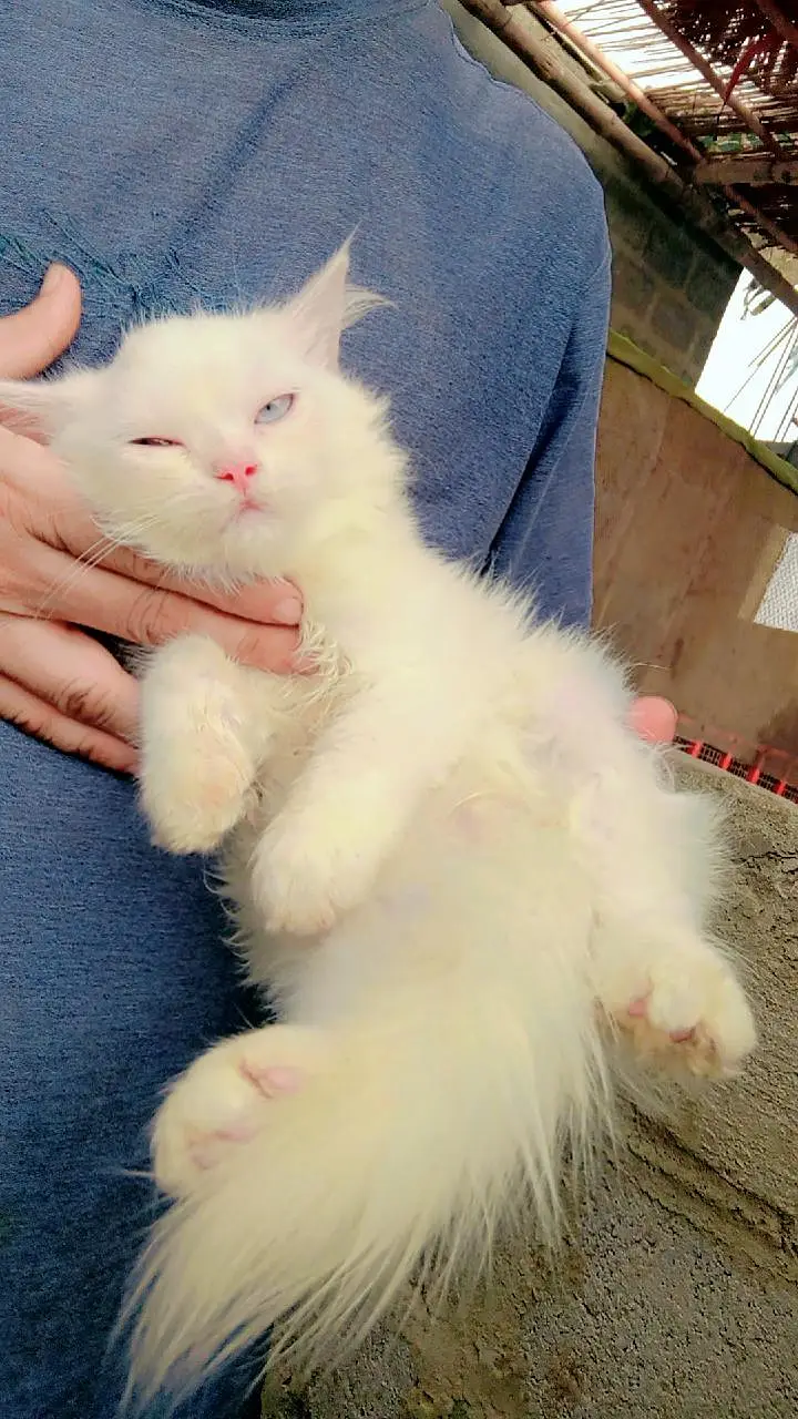 kitten — photo 4