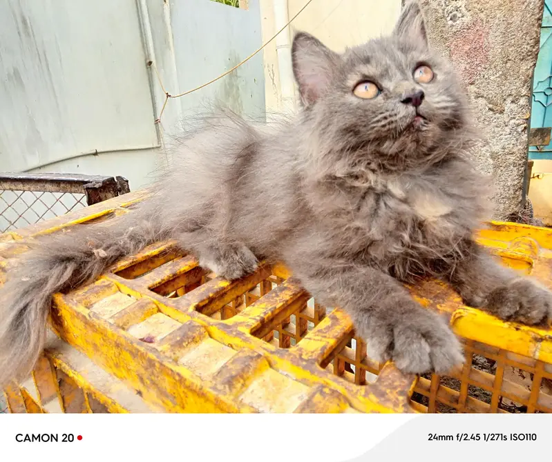 kitten — photo 5