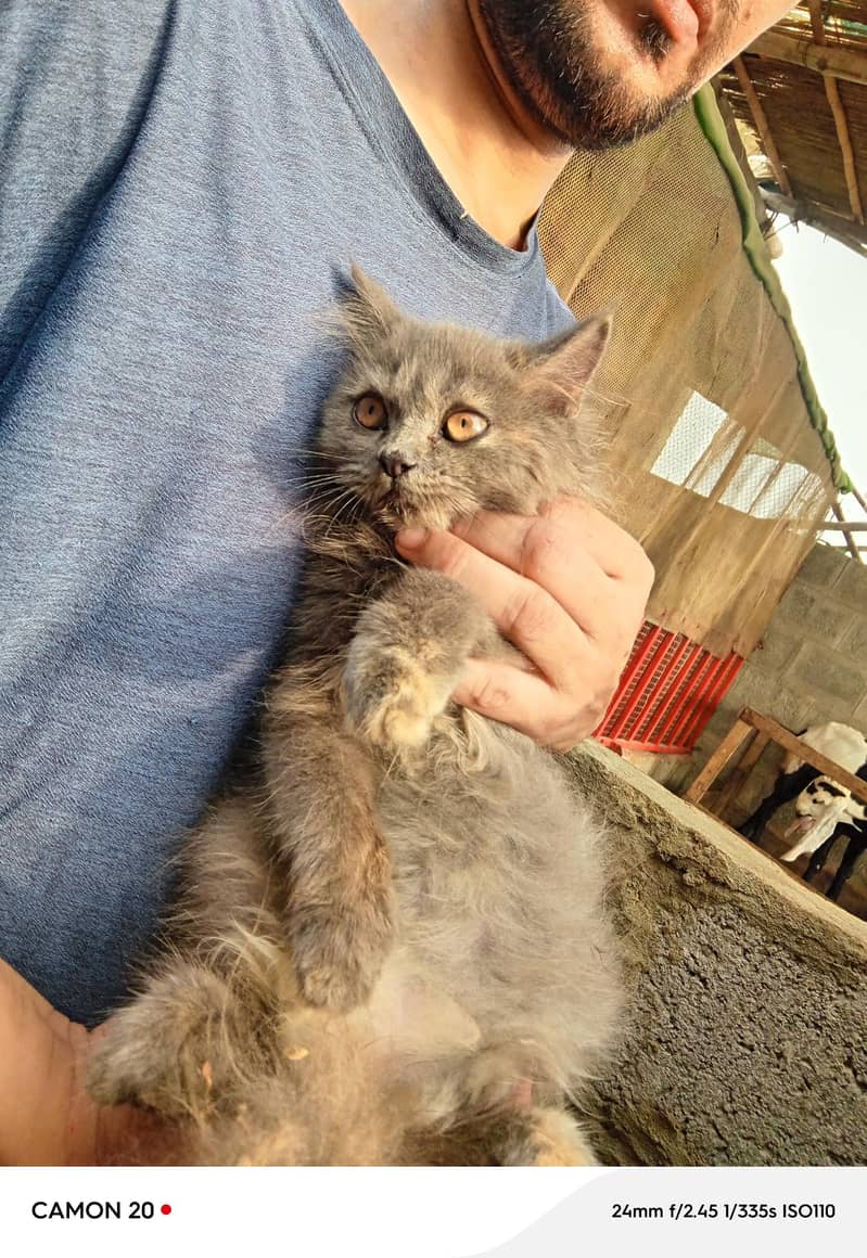 kitten 5