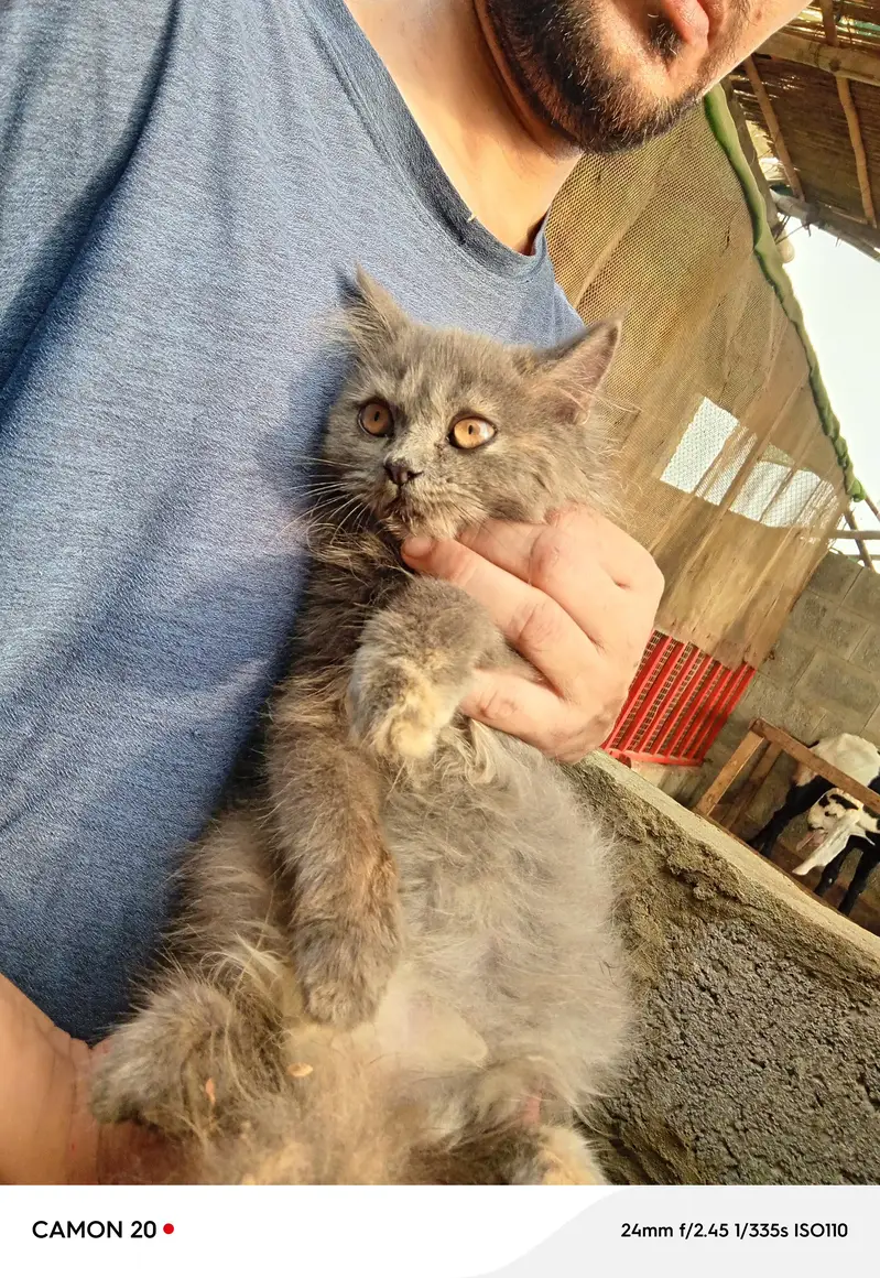 kitten — photo 6