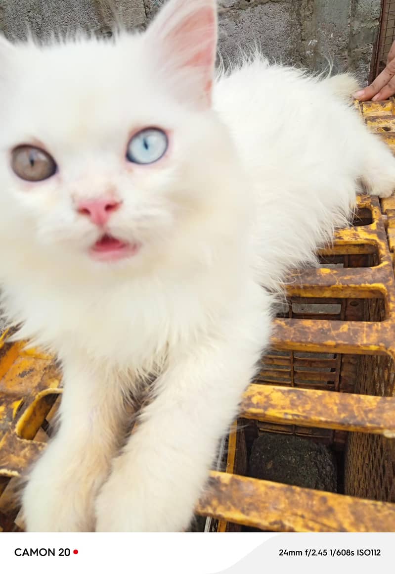 kitten 6