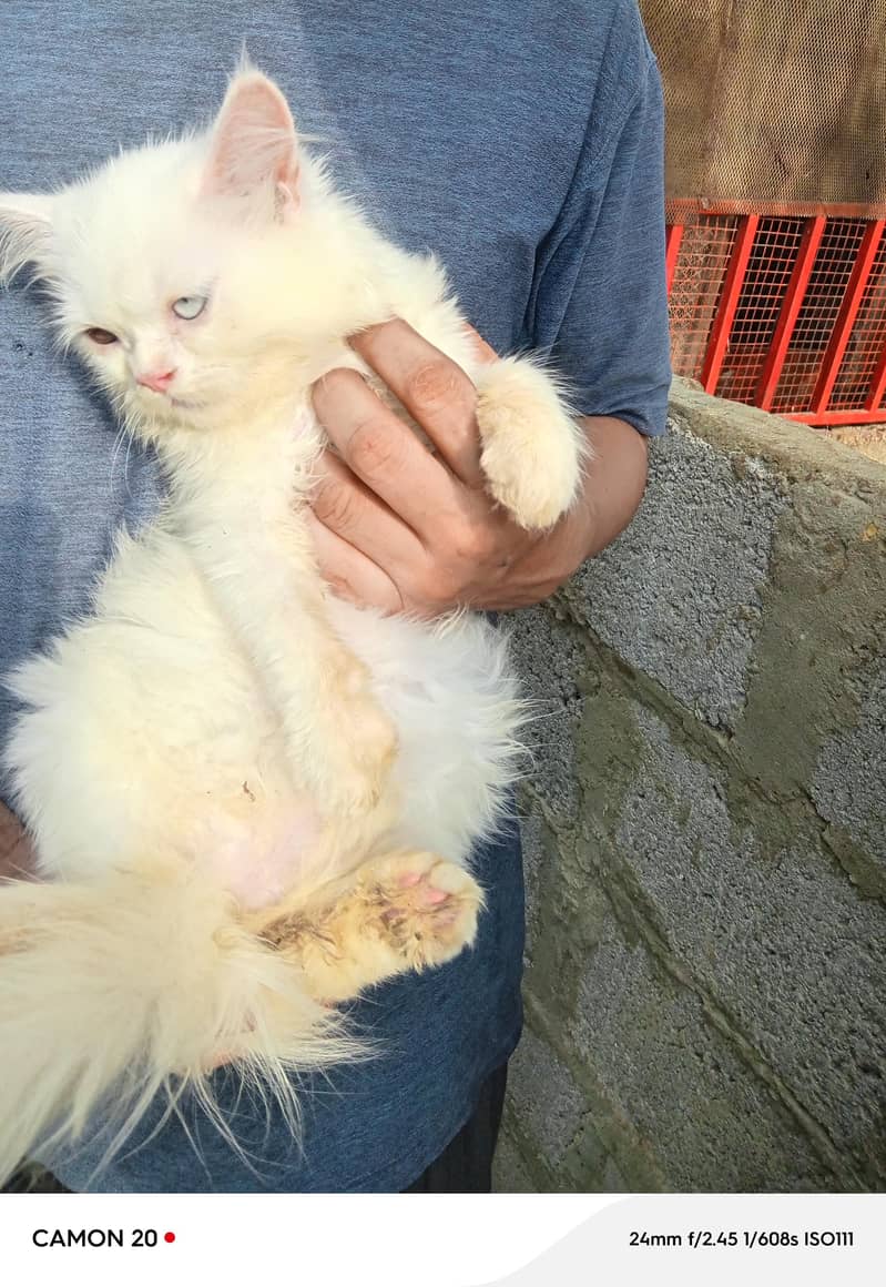 kitten 7