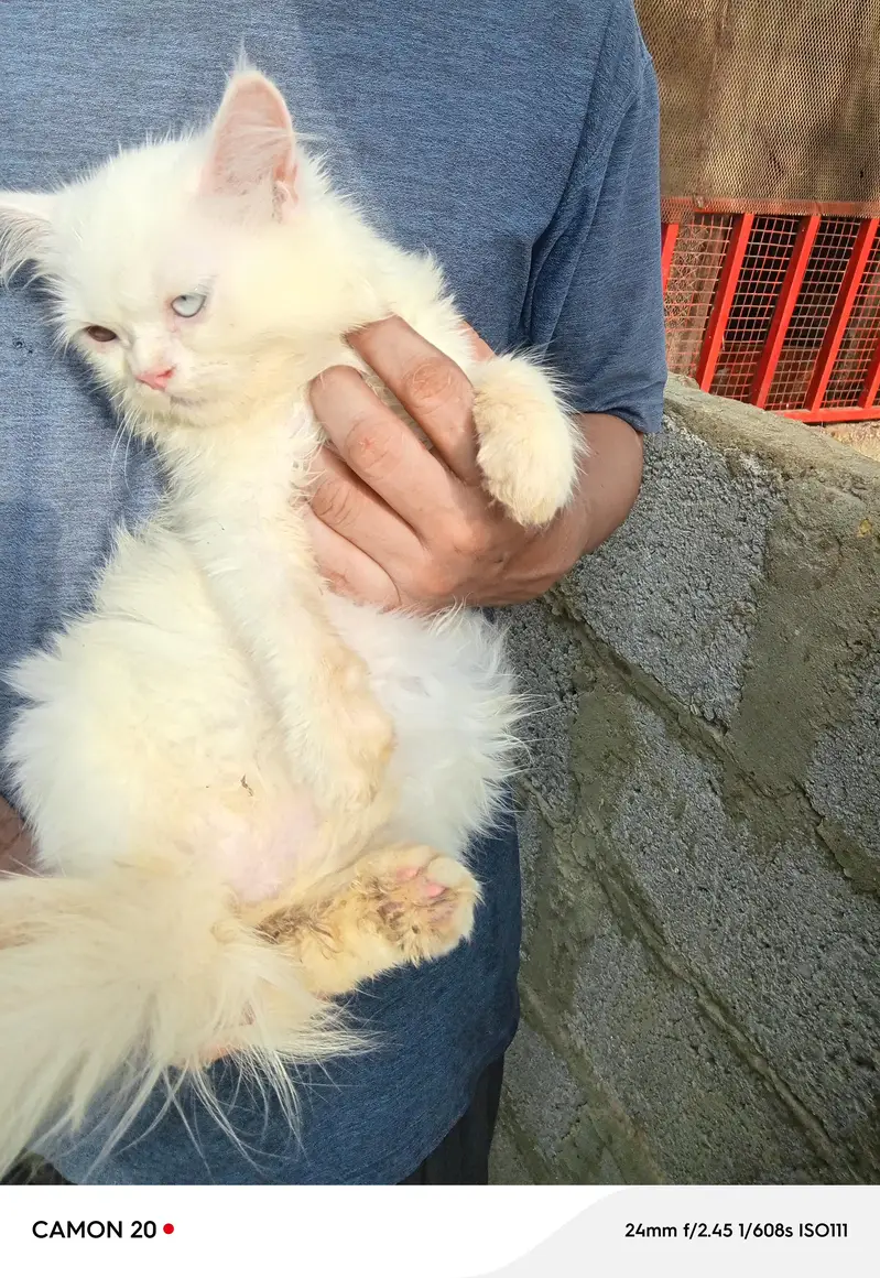 kitten — photo 8