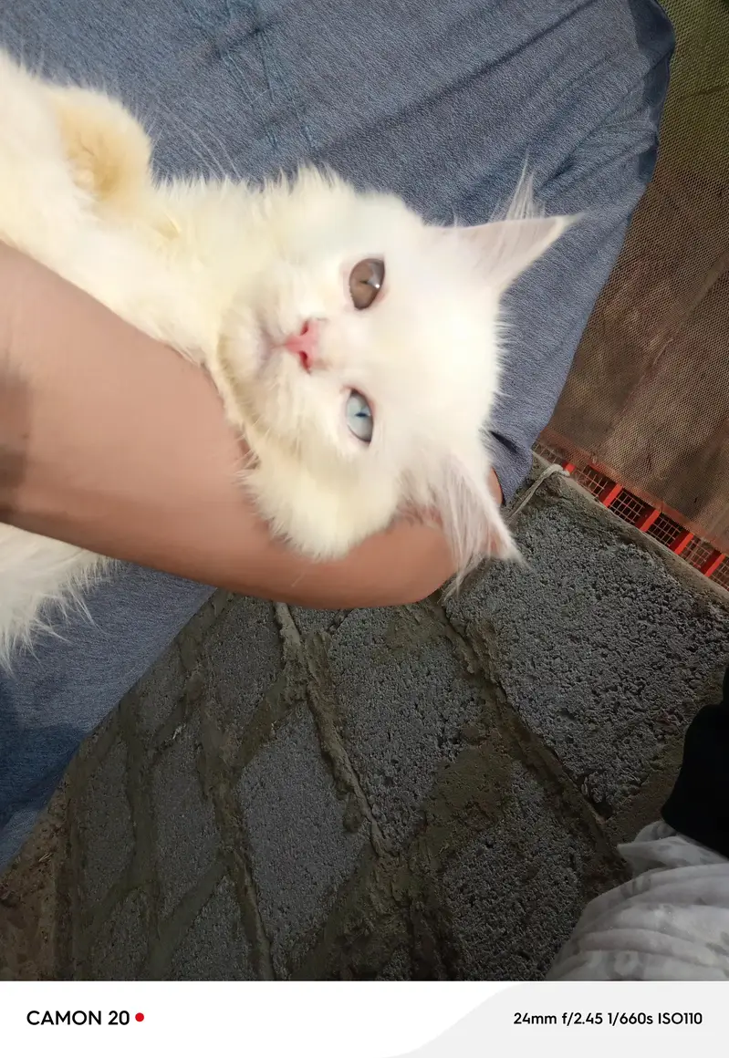 kitten — photo 9