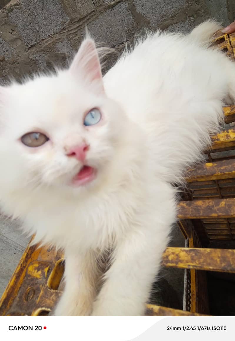 kitten 9