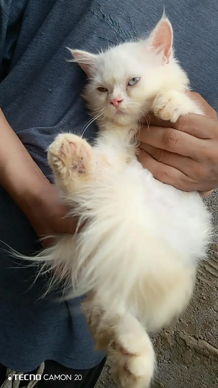 kitten — photo 11