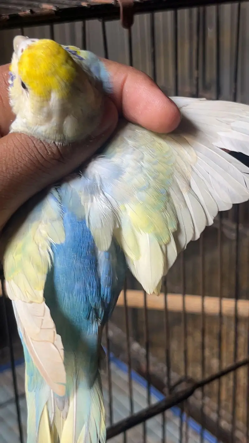 top quality rainbow — photo 4
