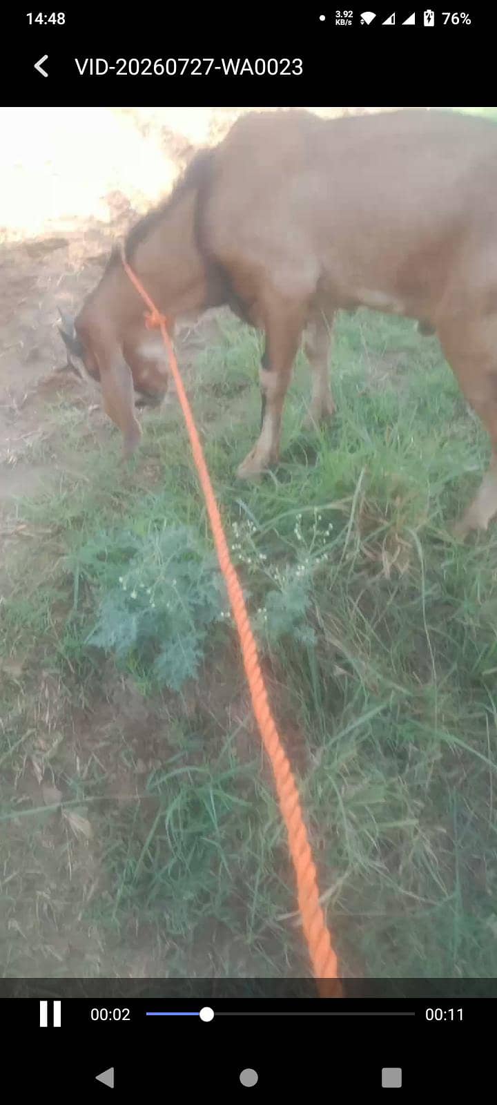 7 month bakra 0