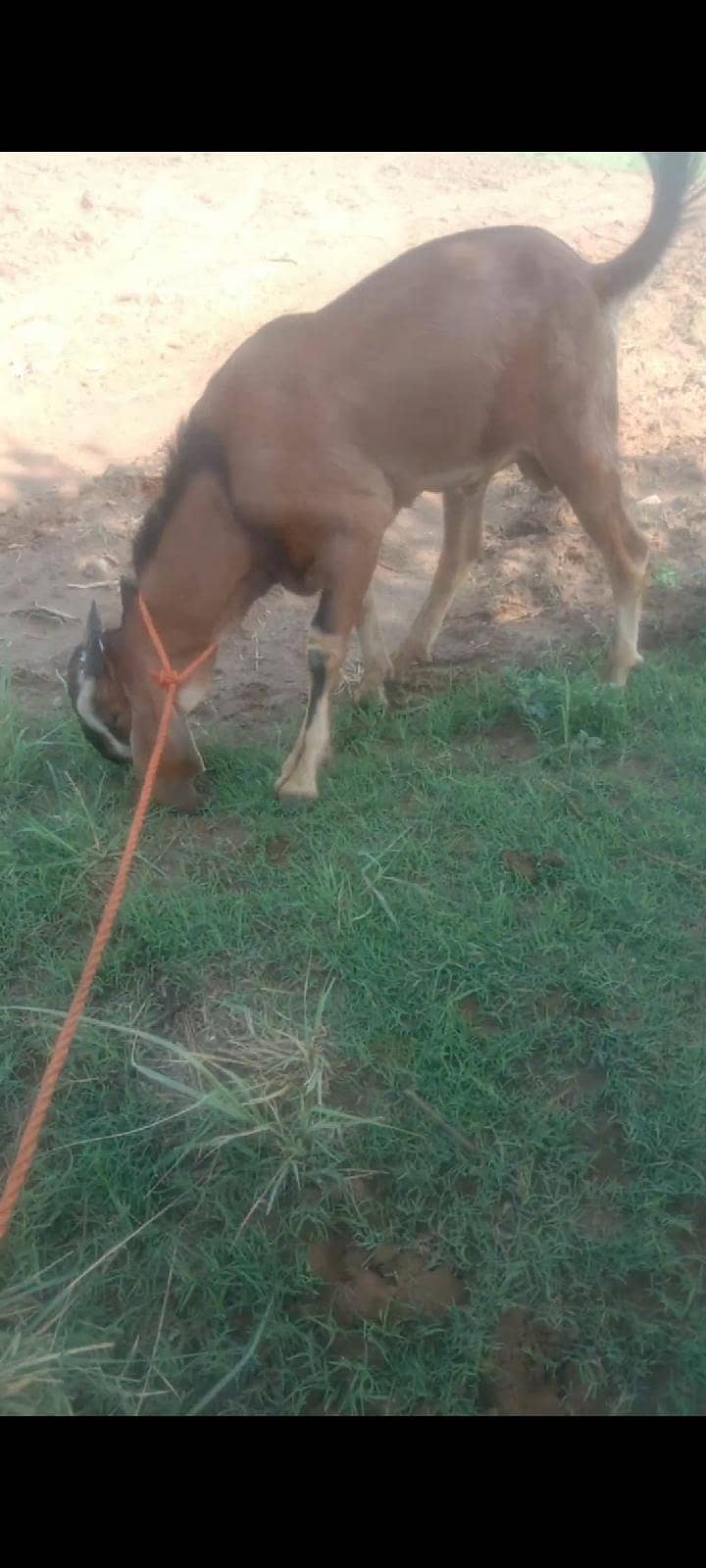 7 month bakra 1