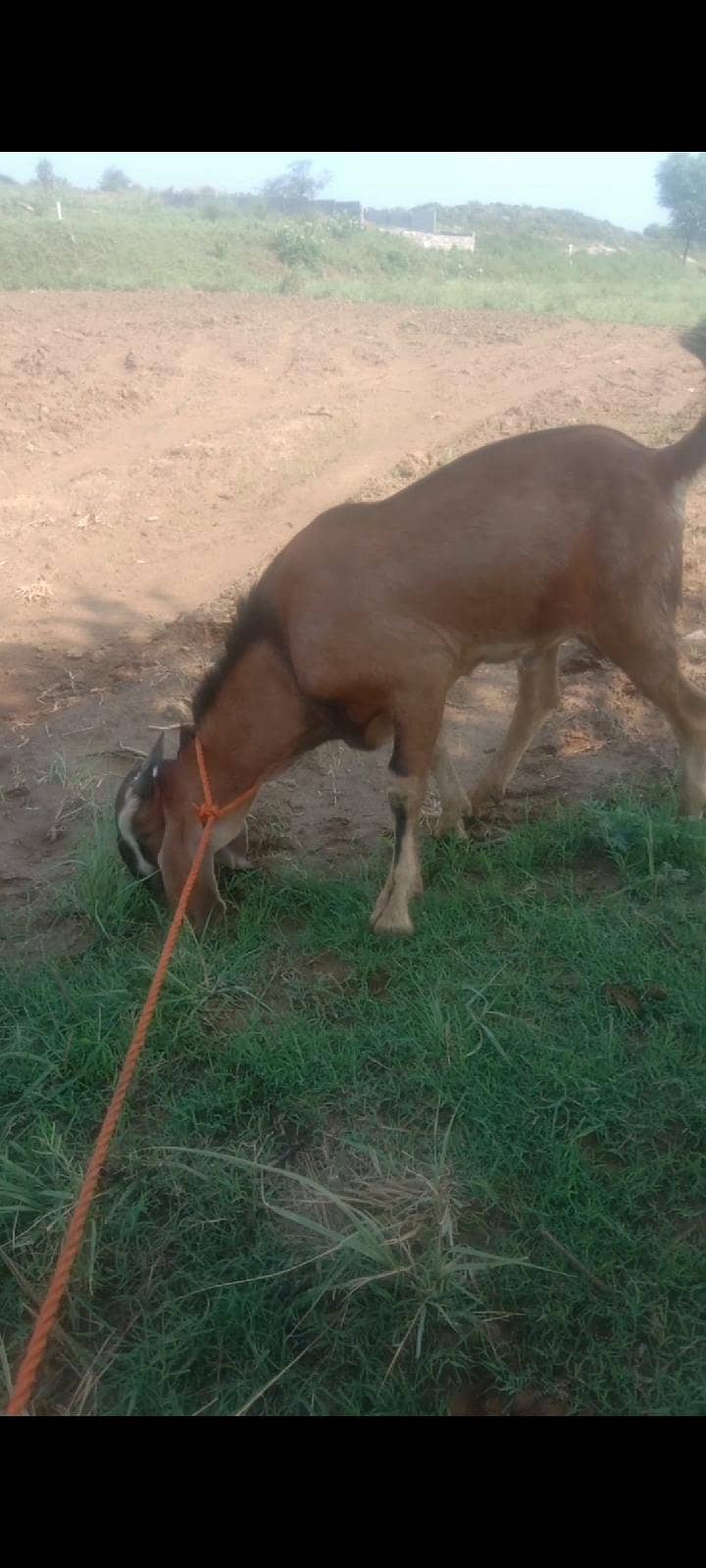 7 month bakra 2