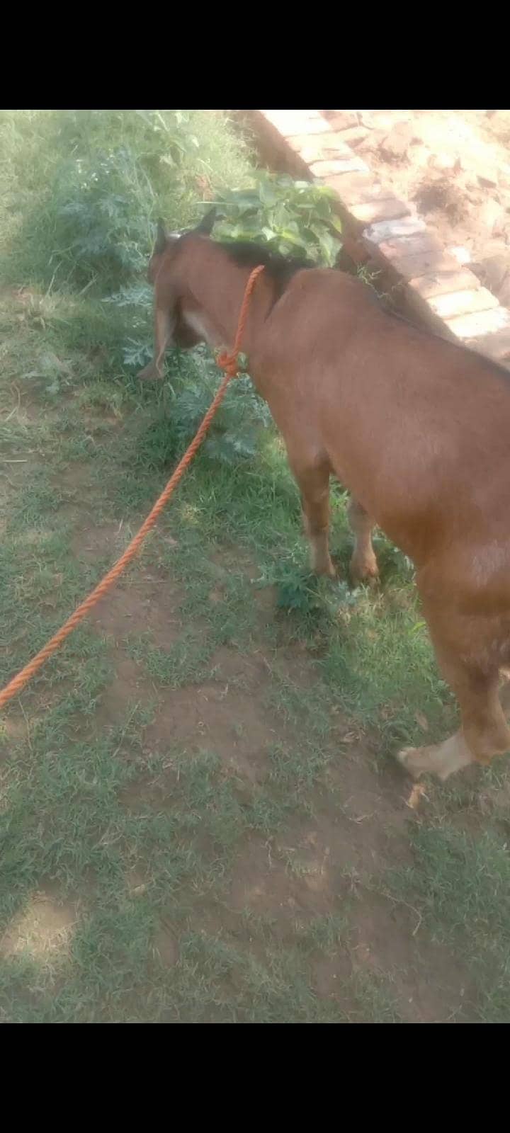 7 month bakra 3