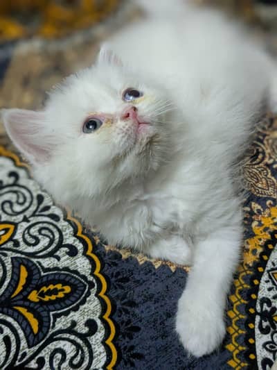 punch Sami punch face kitten 3 month k rabtay k ley no+92 314 4769940