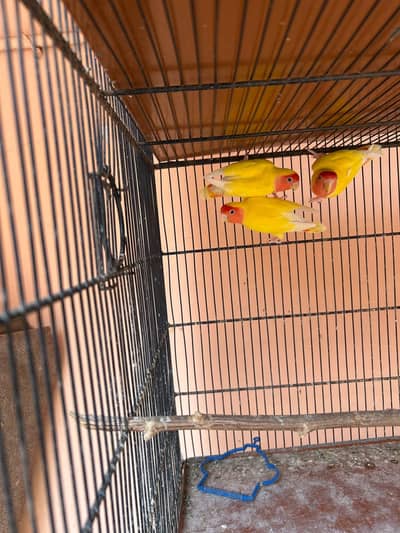 Red eyes Lutino lovebirds for sale