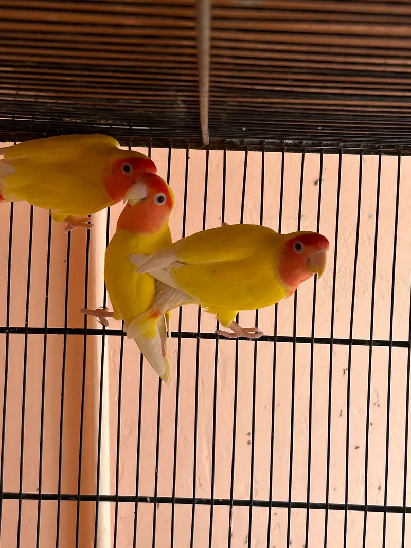 Red eyes Lutino lovebirds for sale — photo 2